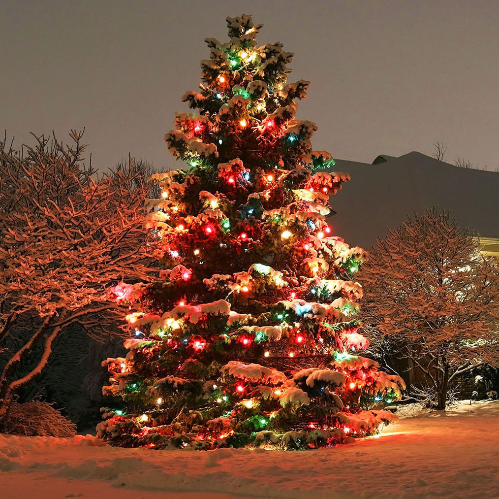 christmas holiday lights on tree sq Outdoor Christmas tree lit with colorful lighting.