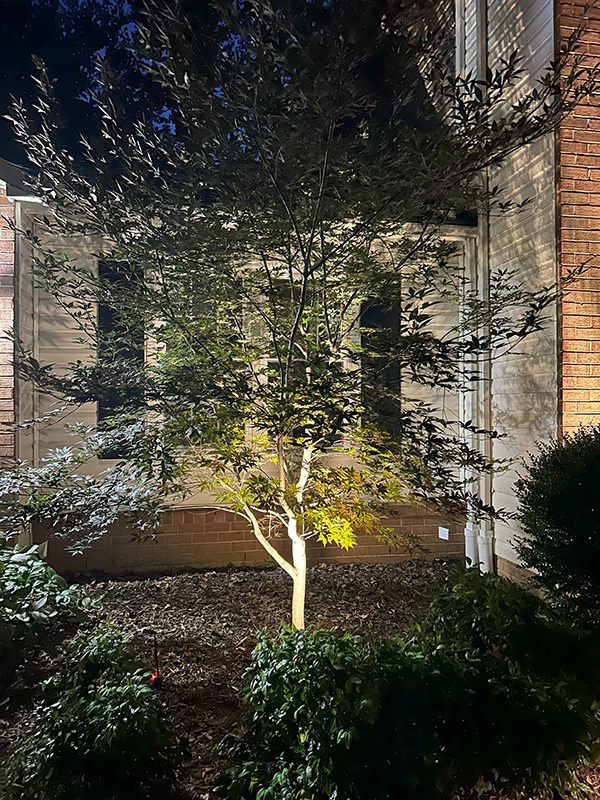 Tree Spotlight 02