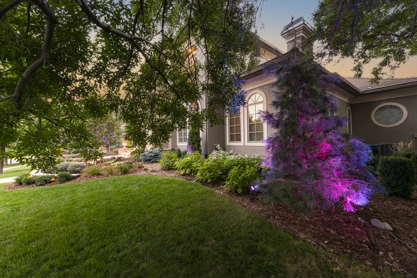 Evergreen tree uplit in purple beside a home at dusk