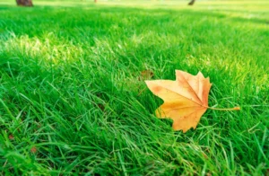 Fallen autumn leaf on a green lawn as fall arrives