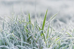 Blades of green grass coated in frost on an early autumn morning