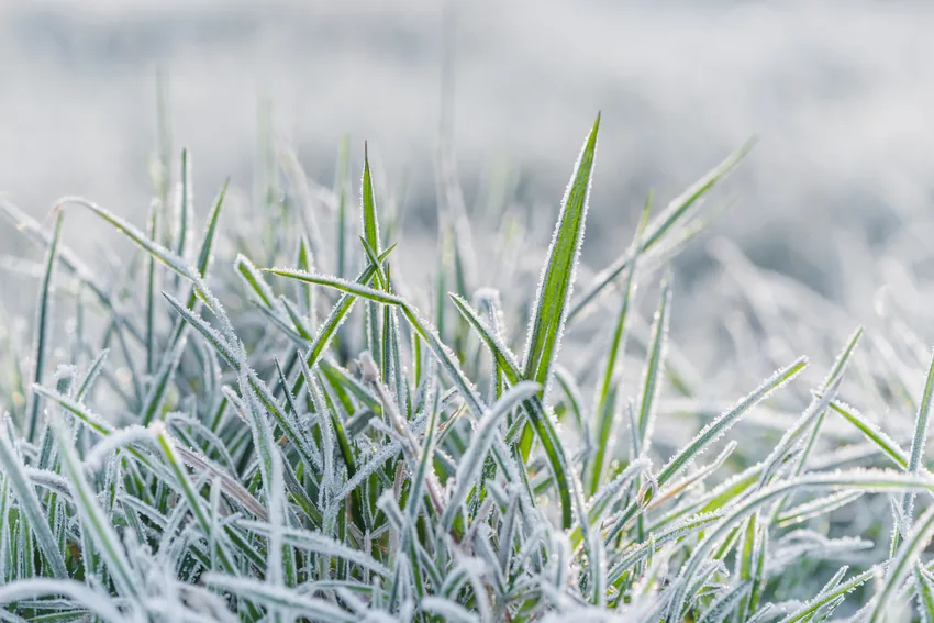 Blades of green grass coated in frost on an early autumn morning