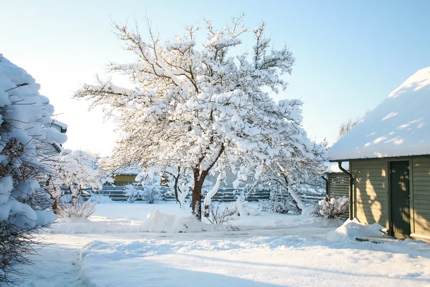 Tree and shrubs weighed down with heavy snow in a sunny winter yard